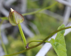 Calystegia marginata