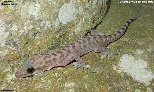 Agam Bow-fingered Gecko