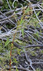 Calystegia marginata