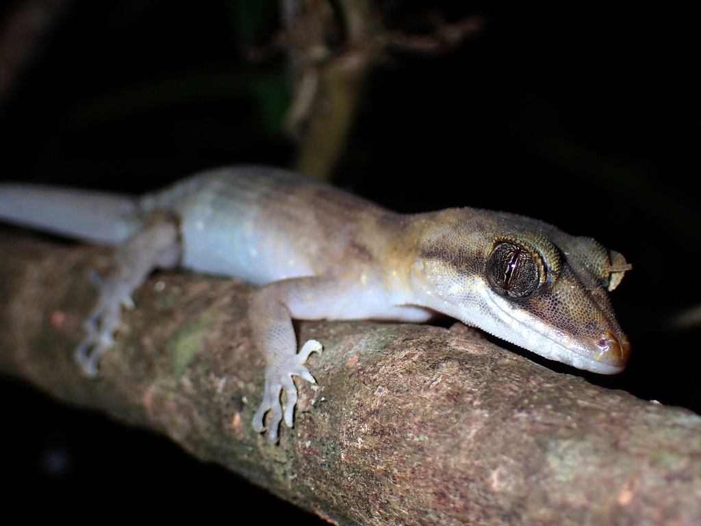 Pelagic Gecko