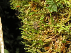 Pleioplectron crystallae