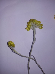 Helichrysum pendulum image