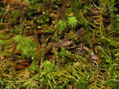 Pleioplectron crystallae