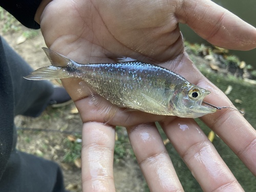 Pinto's sabretooth tetra (Oligosarcus pintoi) — Characidae — 5