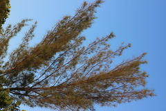 Casuarina equisetifolia image
