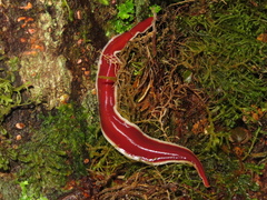 Arthurdendyus testaceus