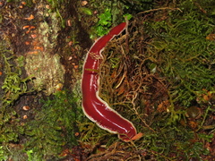 Arthurdendyus testaceus