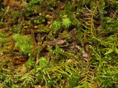 Pleioplectron crystallae