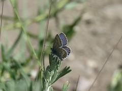 Plebejus idas longinus