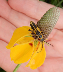 Chauliognathus scutellaris