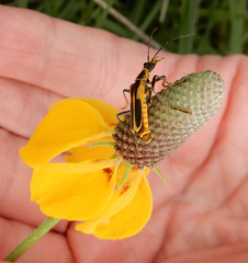 Chauliognathus scutellaris
