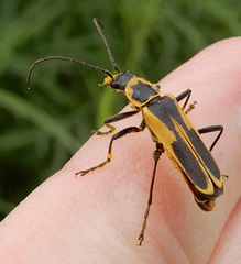 Chauliognathus scutellaris