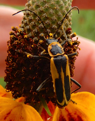 Chauliognathus scutellaris
