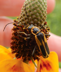 Chauliognathus scutellaris