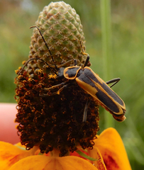 Chauliognathus scutellaris