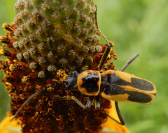 Chauliognathus scutellaris