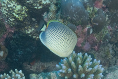 Chaetodon guttatissimus