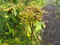 Arracacia tolucensis