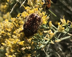 Euphoria leucographa