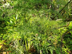 Arracacia tolucensis