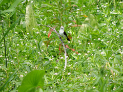 Fluvicola albiventer