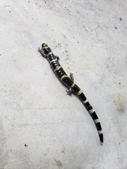 Ambystoma annulatum
