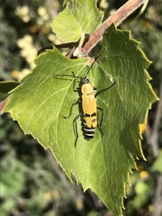 Chauliognathus misellus