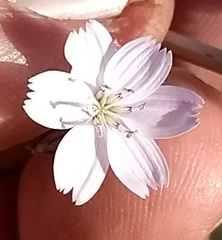 Stephanomeria exigua exigua