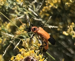 Chauliognathus profundus