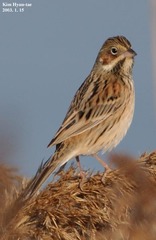 Emberiza fucata