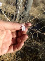 Stephanomeria exigua exigua