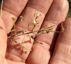 Stephanomeria exigua exigua