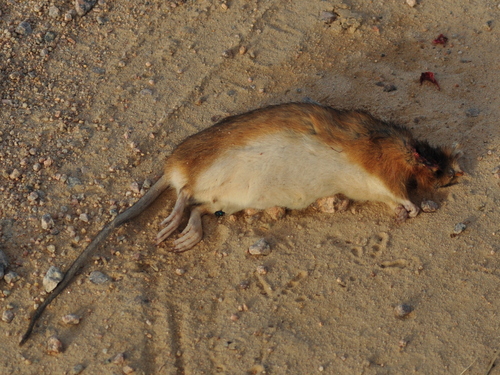 Brazilian Marsh Rat