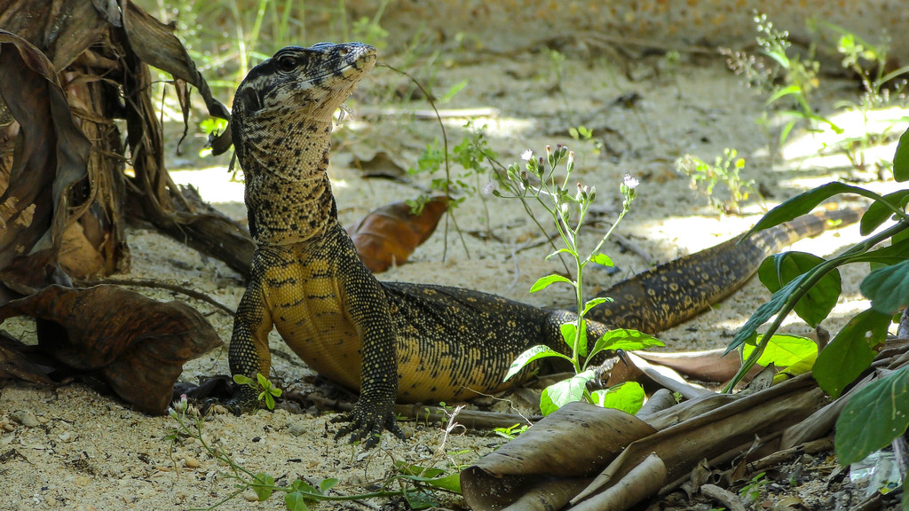 Palawan Monitor