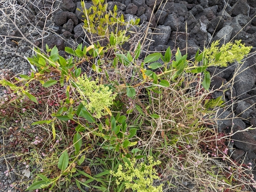 Image of Rumex skottsbergii by (c) David Anderson, some rights reserved (CC BY)