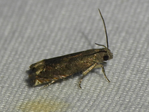 Ragweed Borer photo 6