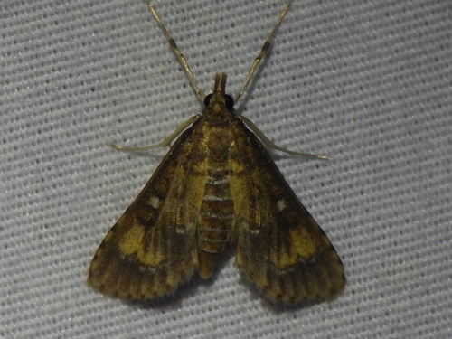 Water Hyacinth Moth photo 5