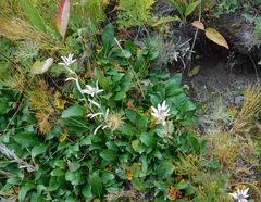 Leontopodium kamtschaticum