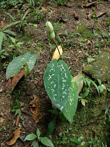 Caladium steudnerifolium, photograph 3