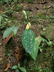 Nolan Exe, CC BY, iNaturalist via GBIF Caladium steudnerifolium, photograph Nolan Exe, CC BY, iNaturalist via GBIF