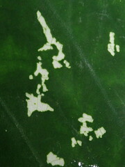 Nolan Exe, CC BY, iNaturalist via GBIF Caladium steudnerifolium, photograph Nolan Exe, CC BY, iNaturalist via GBIF