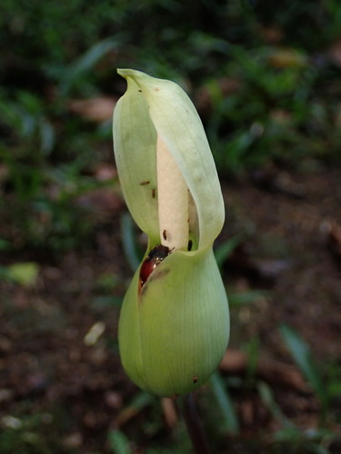 Caladium steudnerifolium, photograph 4