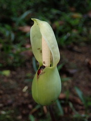 Nolan Exe, CC BY, iNaturalist via GBIF Caladium steudnerifolium, photograph Nolan Exe, CC BY, iNaturalist via GBIF