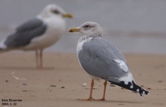 Larus argentatus vegae