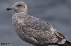 Larus argentatus vegae