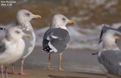 Larus fuscus heuglini