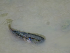 Dormitator latifrons