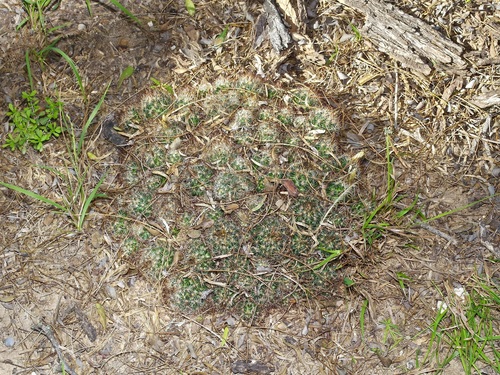 Pelecyphora emskoetteriana