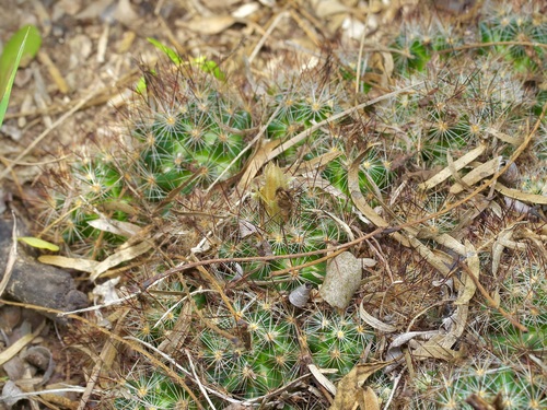 Pelecyphora emskoetteriana