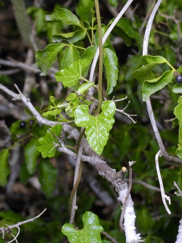 Image of Ipomoea rupicola by (c) Michelle W. （鍾偉瑋）, some rights reserved (CC BY)